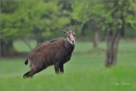 <p>KAMZÍK HORSKÝ (Rupicapra rupicapra) Lužické hory, Studenec ---- /Chamois - Gämse/</p>